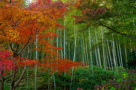 　竹　林　と　　　紅　葉　。