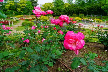 　薔　薇　　　公　園　。