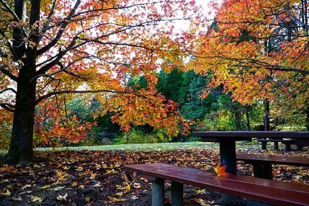　公　園　の　　　秋　。