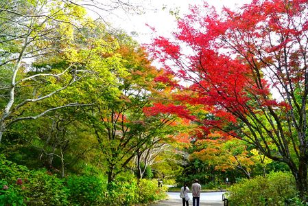 　仲　良　き　か　な　。