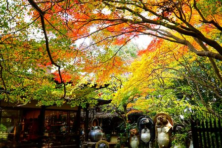 　狸　の　　　紅葉狩り　。