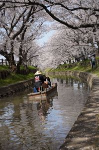 川越氷川神社裏の新河岸川