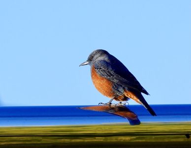 夕陽を浴び綺麗な赤に染まる磯ヒヨドリ