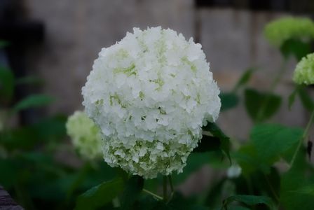 真っ白な紫陽花