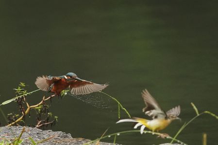 キセキレイに威嚇・・カワセミ