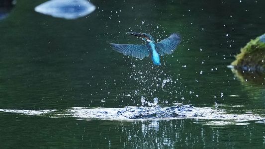 小さな朝食・・カワセミ