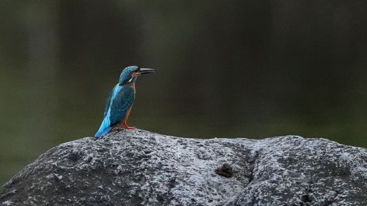 石の上を点々と・・カワセミ