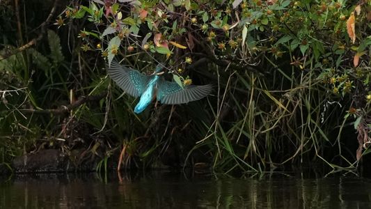 分かるかな？・・カワセミ