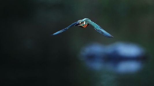 慎重に！・・カワセミ