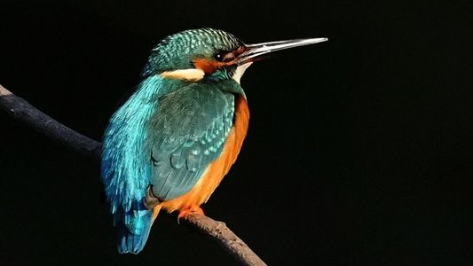 朝の陽ざしに・・カワセミ