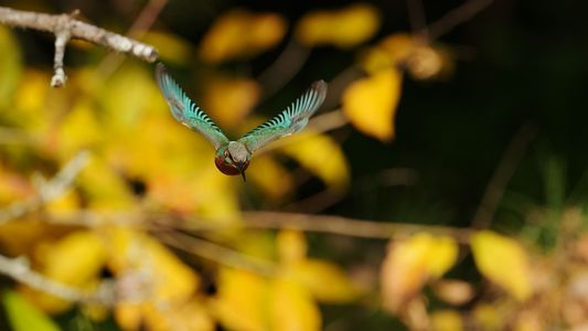 秋・狙う！・・カワセミ