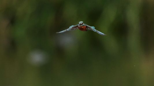 ねらう！・・カワセミ