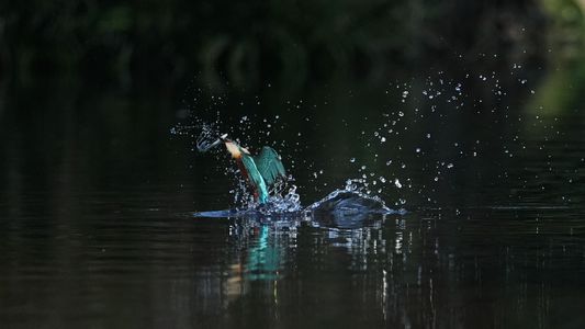 小さな朝食・・カワセミ