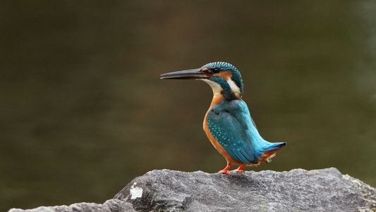 警戒・・カワセミ