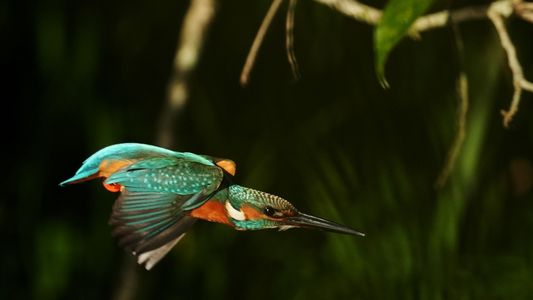 陽ざしを受けて・・カワセミ