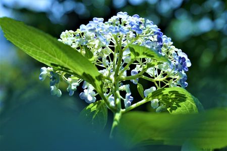 陽光の紫陽花