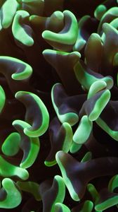 マクロの世界でサンゴ