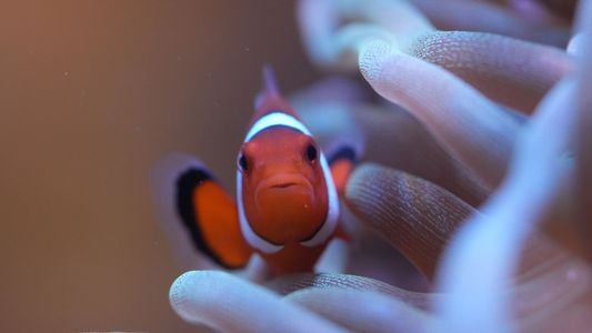 カクレクマノミとサンゴイソギンチャク