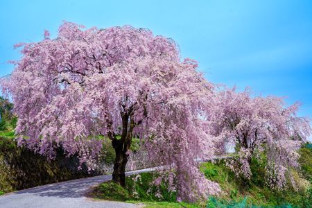 頓定の枝垂れ桜