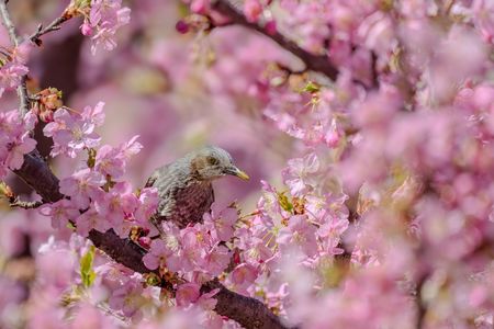 春色の花のフレーム