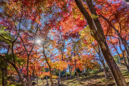 秋を彩る照紅葉