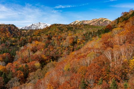 晩秋の栂池高原の紅葉と白馬の山々