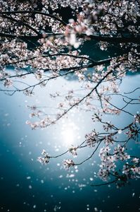 池に桜