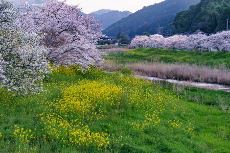 春の川