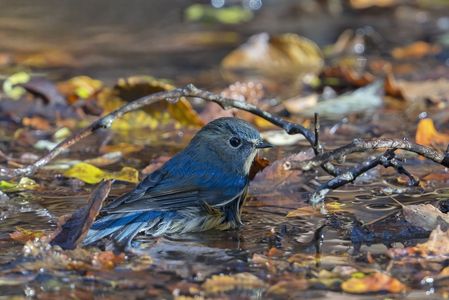 秋鳥？　#ルリビタキ#