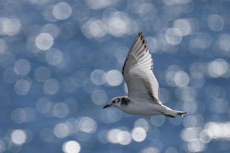 珠光の首輪　#クビワカモメ#