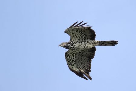 淡色・暗色・中間型 #ハチクマ#