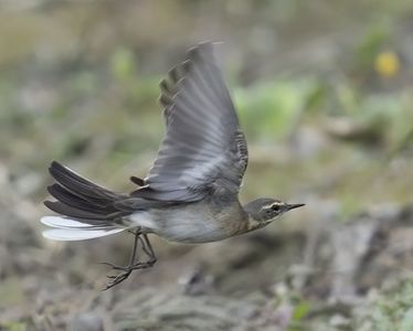 中レア・超レア・上レア　#ツメナガセキレイ#3種