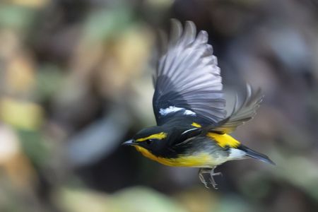 最終便　#キビタキ#