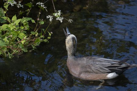 亜米利加夫婦 #アメリカヒドリ#