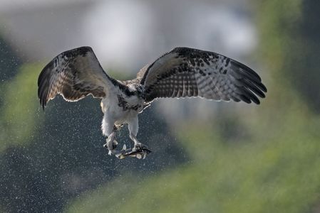 両手に花　#ミサゴ#