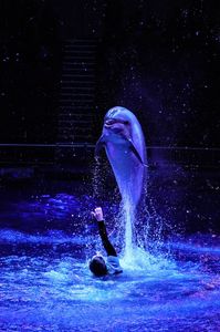 ドルフィンパフォーマンス