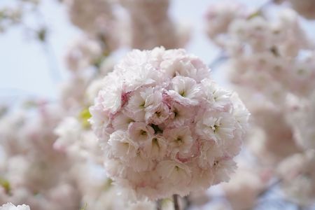 花手毬#フラワー2025#