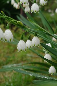 雨上がり#フラワー2025#