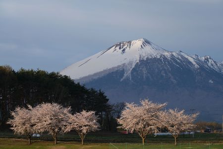 朝日を浴びて輝く桜と岩手山