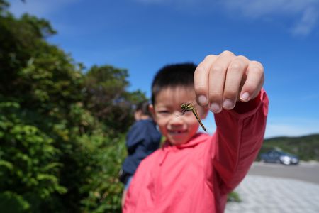 とんぼハンター