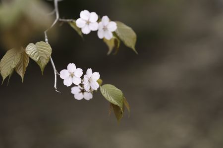 徒桜