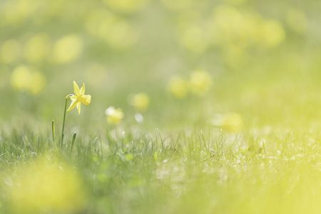 春色のミニスイセン