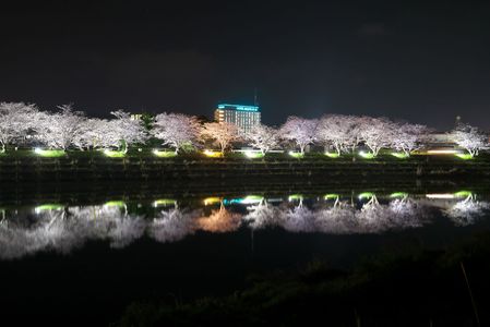 益田川桜ライトアップ