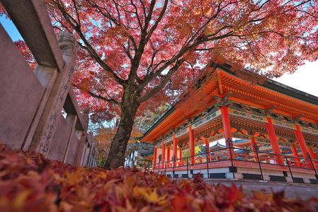 耕三寺紅葉