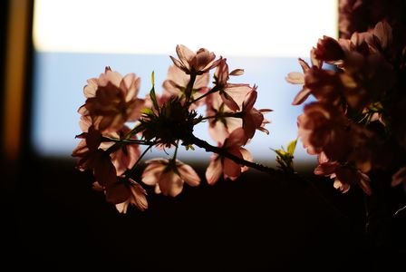 桜、盆栽
