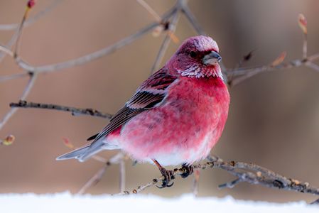 雪上の赤い鳥・・・オオマシコ