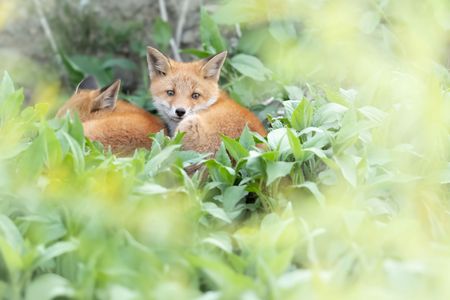 葉っぱのベッド