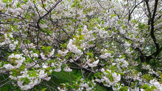 成瀬城址公園の八重桜満開