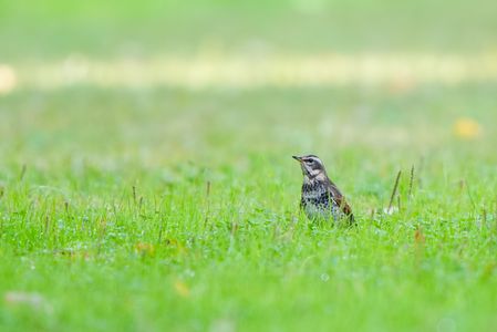 いらっしゃいませ
