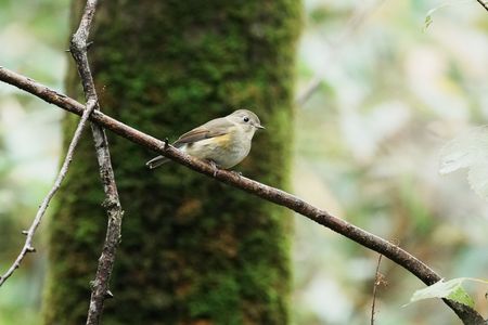 この可愛さは、どうだろう…